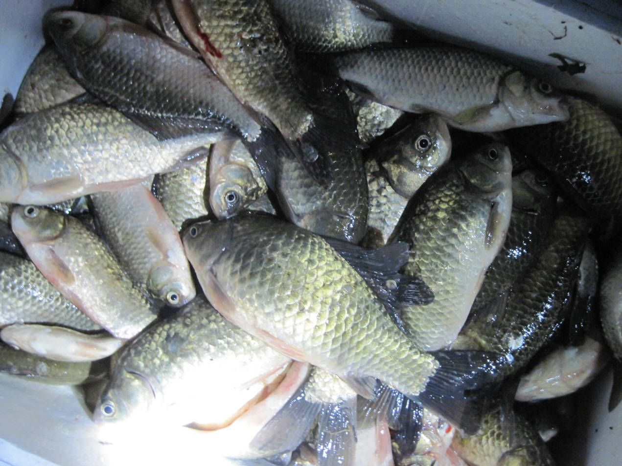 春天花粉過敏怎么辦 花粉過敏的食療方法