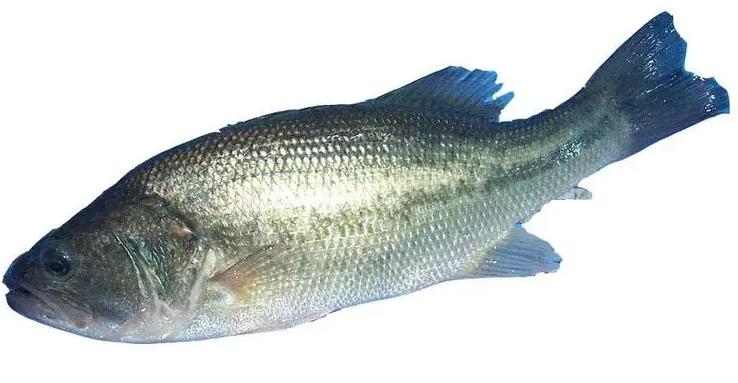 春天花粉過敏癥狀為什么有的人會花粉過敏