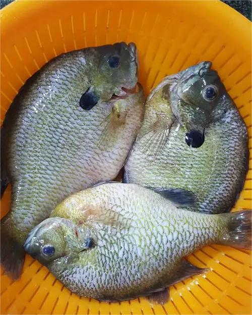 春天要喝什么樣的粥好