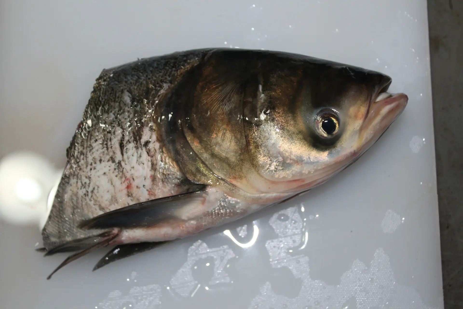 春天賞花惹過敏 6招防治花粉過敏早春